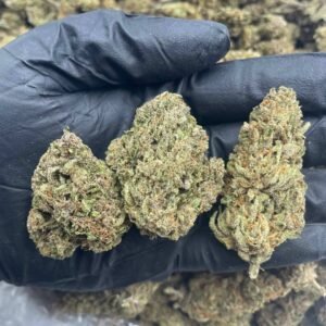 Arjan's Haze Cannabis Strain - Potent Sativa with Fruity and Spicy Flavors for Uplifting Effects