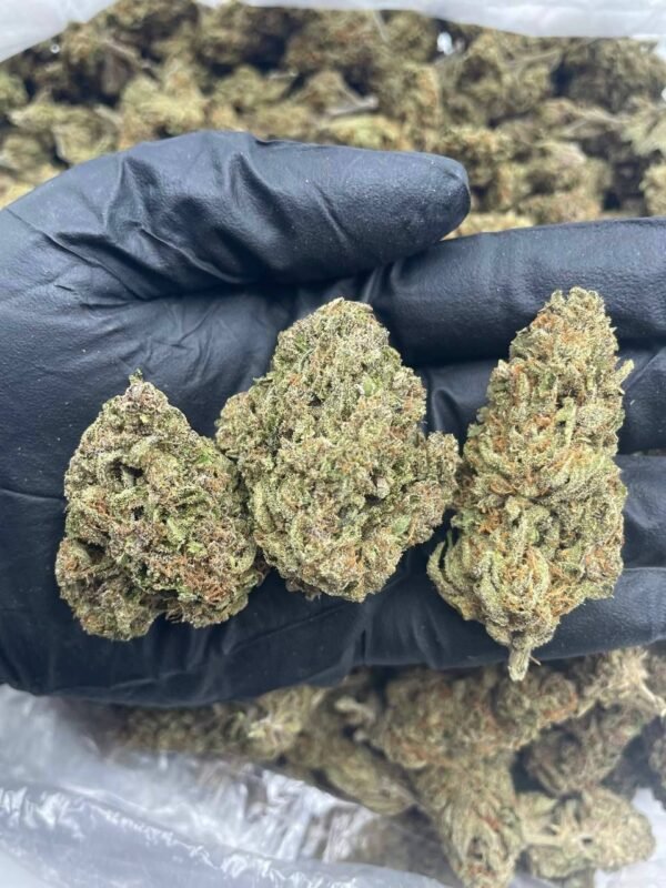 Arjan's Haze Cannabis Strain - Potent Sativa with Fruity and Spicy Flavors for Uplifting Effects
