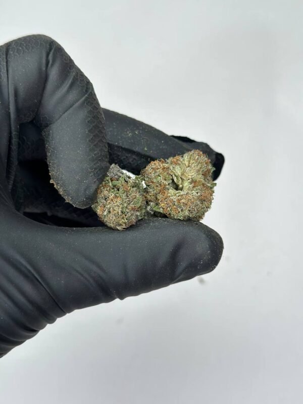 Dutch Treat Cannabis Strain - A Classic Indica-Dominant Hybrid with Sweet Pine and Earthy Undertones