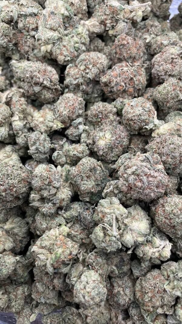 Potent Hybrid Strain