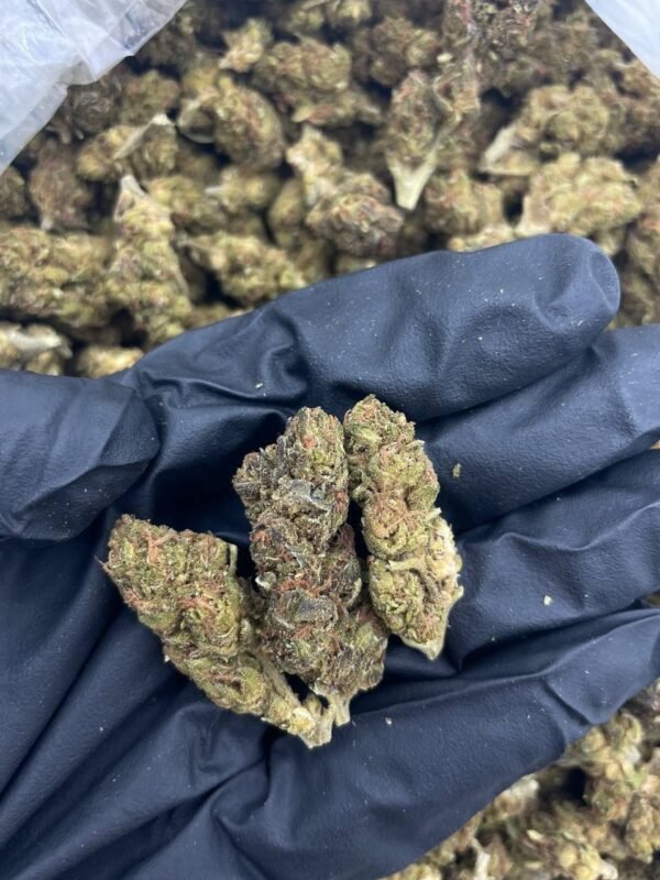 Moby Dick Cannabis Strain - A Powerful Sativa Blend for Energetic Highs and Citrus Aromas