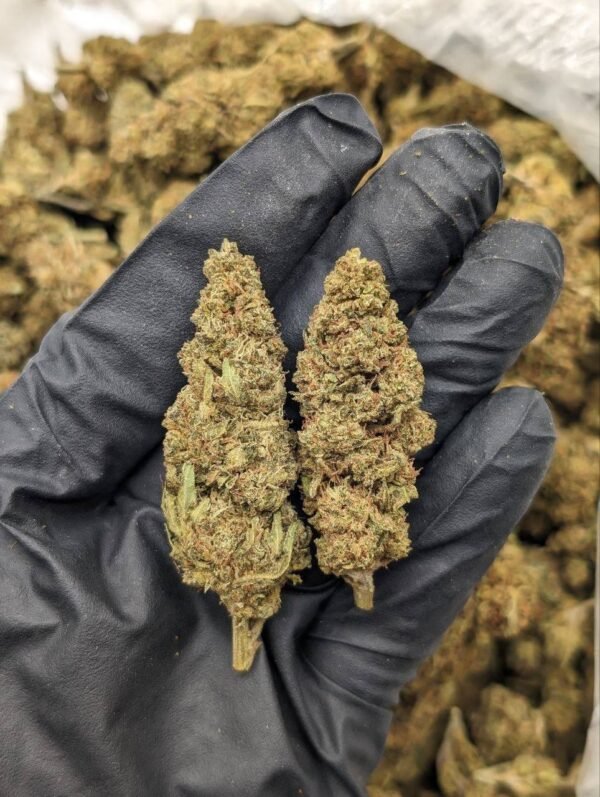 Orange Cookies Cannabis Strain - Citrus-infused Hybrid Delight with Sweet Orange and Cookie Undertones