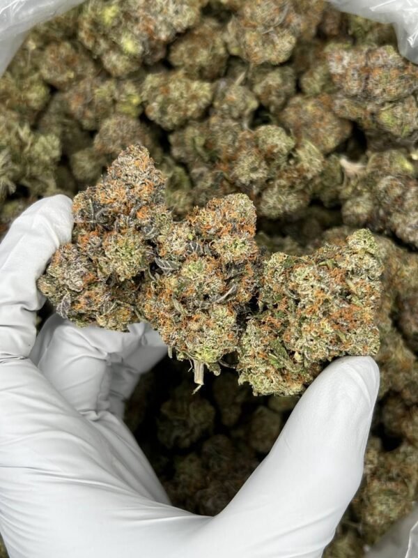 Orange Crush Cannabis Strain - A Citrus-Infused Sativa Hybrid for Uplifting Bliss