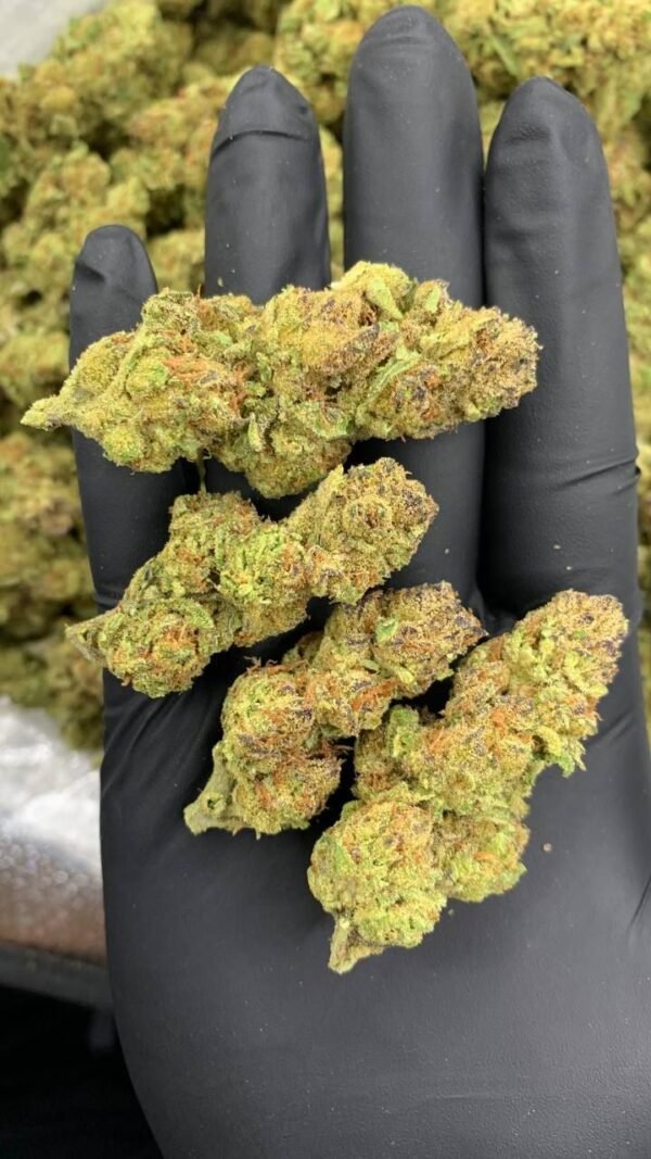 Purple Trainwreck Cannabis Strain - A Potent Hybrid Blend with Earthy Undertones and a Hint of Grape