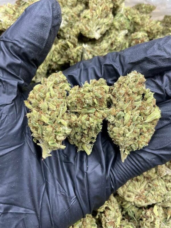 Sour OG Cannabis Strain - A Citrus-Infused Hybrid Delight with Sour Undertones for Balanced Effects