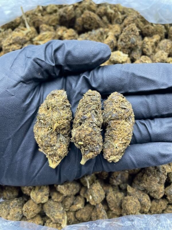 Tangie Dream Cannabis Strain - A Citrus-Infused Sativa Hybrid for Uplifting and Dreamy Effects