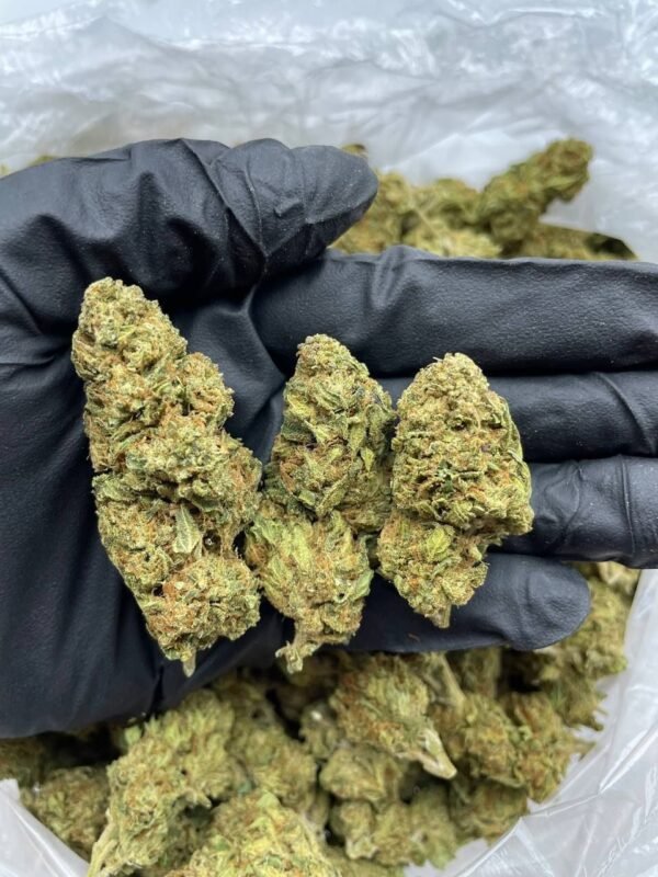 White Buffalo Cannabis Strain - A Unique Sativa Hybrid with Potent Effects and a Hint of Earthiness